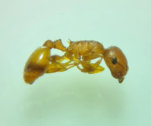 Temnothorax turcicus - sárga kéreghangya