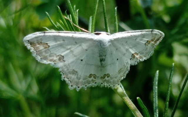 Scopula ornata - díszes fehéraraszoló