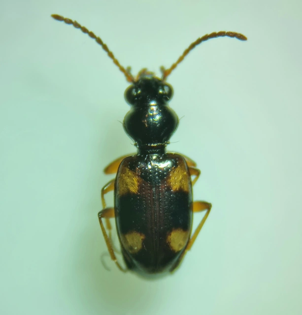 Bembidion quadrimaculatum - négyfoltos gyorsfutó