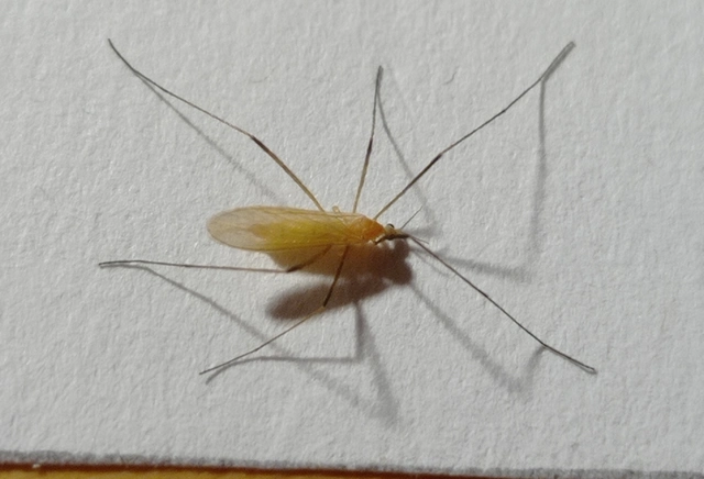 Molophilus