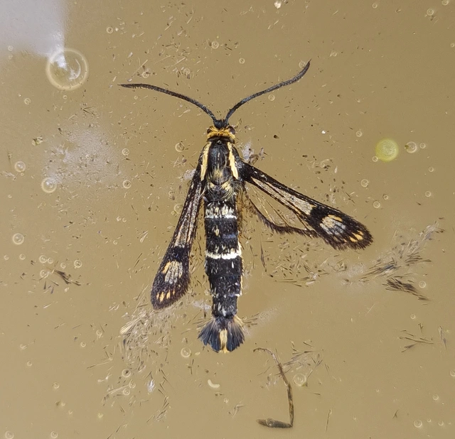 Sesiidae - szitkárfélék