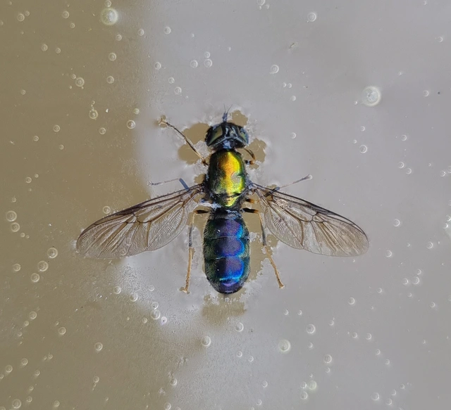 Chloromyia speciosa