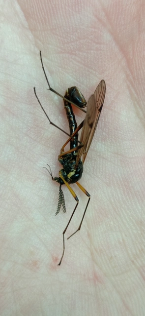 Tanyptera atrata - pirosfekete lószúnyog