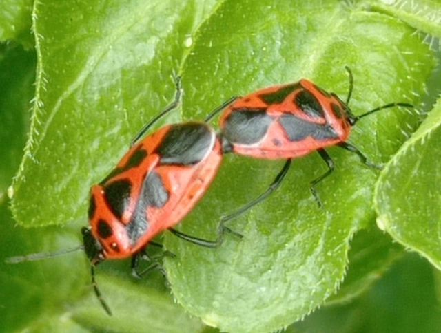 Eurydema dominulus Eurydema dominulus