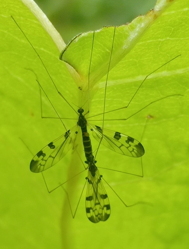 Dicranomyia ornata