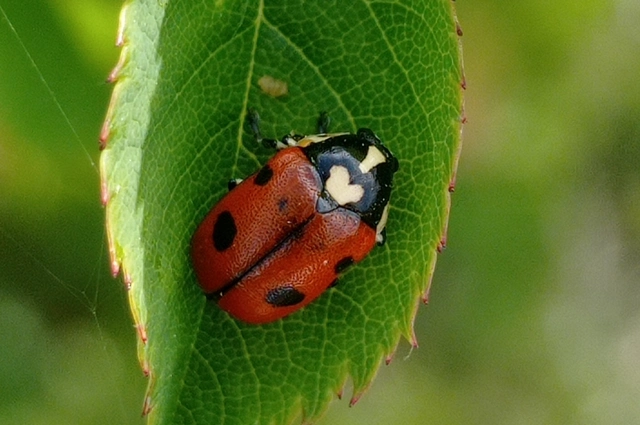 Cryptocephalus octopunctatus - 8-pettyes zömökbogár