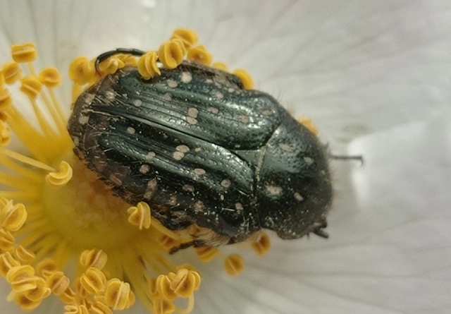 Oxythyrea funesta - sokpettyes virágbogár