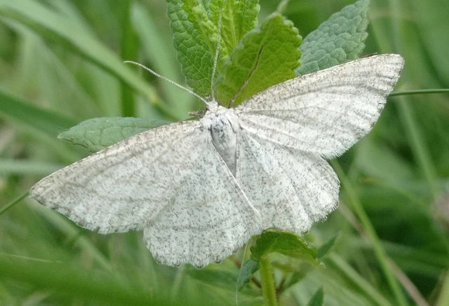 Perconia strigillaria - fehérszárnyú aranyaraszoló