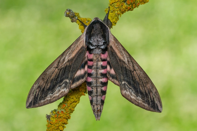 Sphinx ligustri - fagyalszender