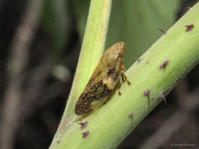 Aphrophora alni