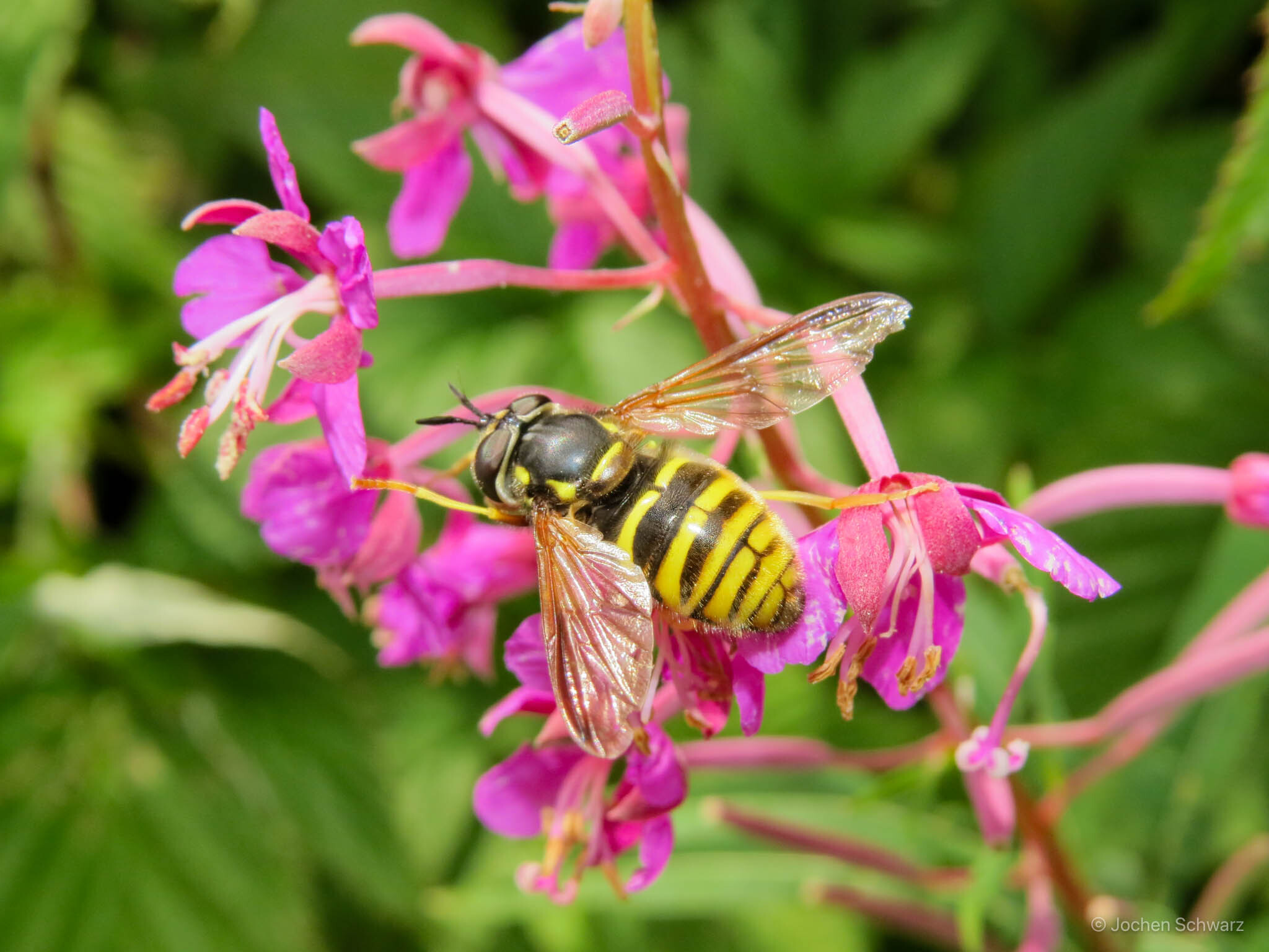 Chrysotoxum fasciolatum - nagy öveslégy