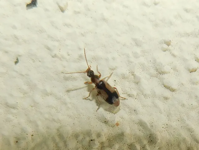 Notoxus monoceros - sárgahasú nyakszarvúbogár