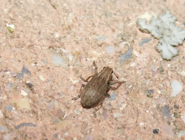 Sitona puncticollis - nagy csipkézőbogár