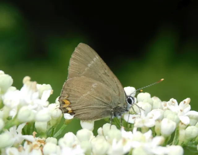 Satyrium w-album - szilfa-csücsköslepke