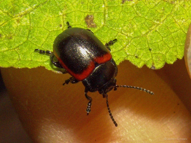 Chrysolina limbata - keretes levélbogár