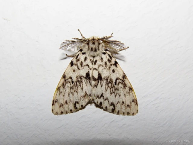 Lymantria monacha - apácalepke
