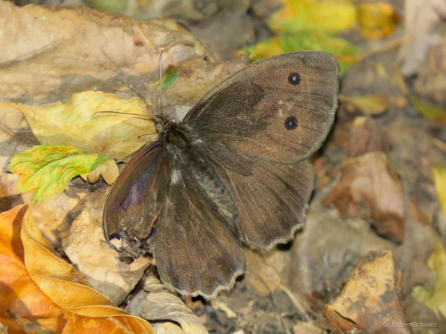 Minois dryas - fekete szemeslepke