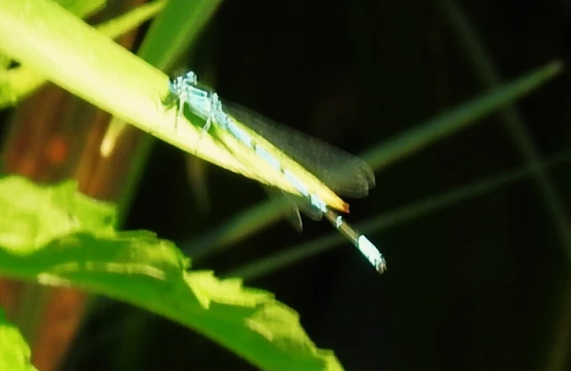 Coenagrion puella - azúrkék légivadász
