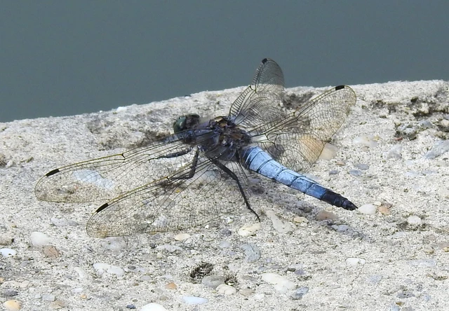 Orthetrum cancellatum - feketefarkú pásztorszitakötő