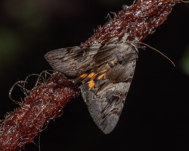 Catocala fulminea - galagonya-övesbagoly