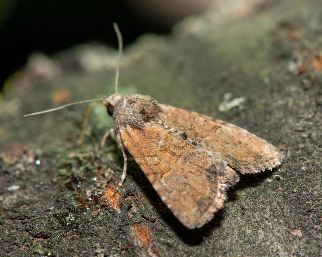 Mesoligia furuncula - kétszínű dudvabagoly Mesoligia furuncula - kétszínű dudvabagoly