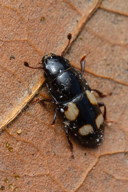 Glischrochilus quadrisignatus - amerikai fénybogár Glischrochilus quadrisignatus - amerikai fénybogár