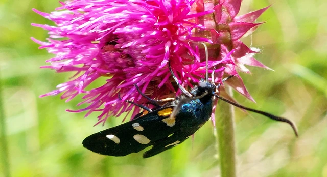 Zygaena ephialtes - változékony csüngőlepke