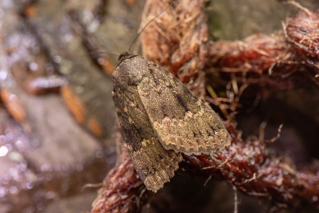Amphipyra pyramidea - fahéjszínű bagoly