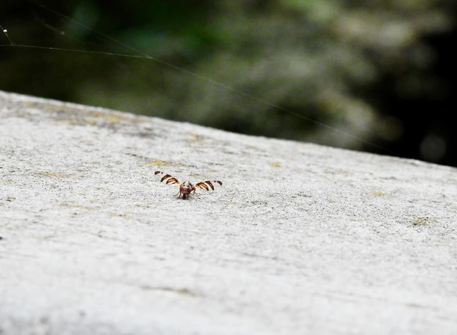 Myennis octopunctata