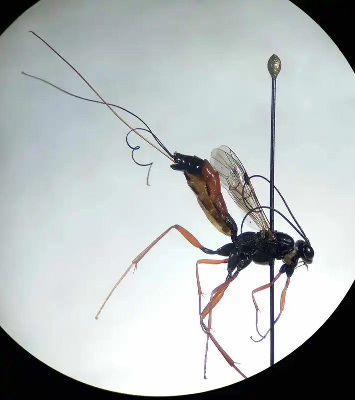 Lissonota cruentator