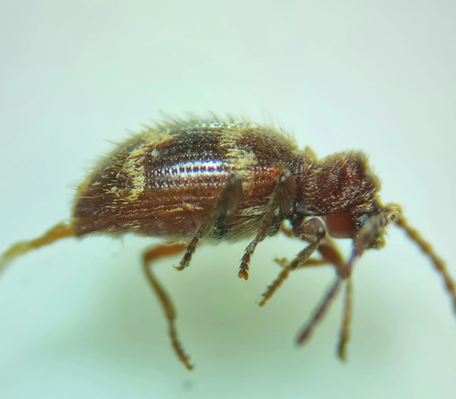 Ptinus rufipes - vöröslábú tolvajbogár