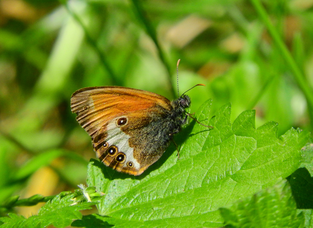Coenonympha arcania - fehéröves szénalepke