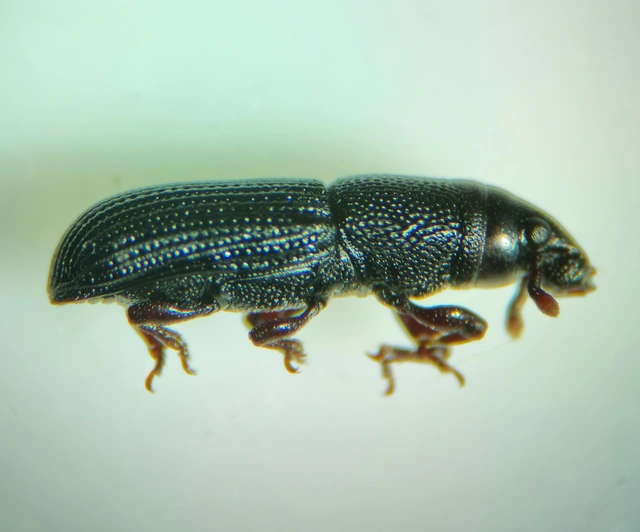 Rhyncolus elongatus - nyurga szúormányos Rhyncolus elongatus - nyurga szúormányos