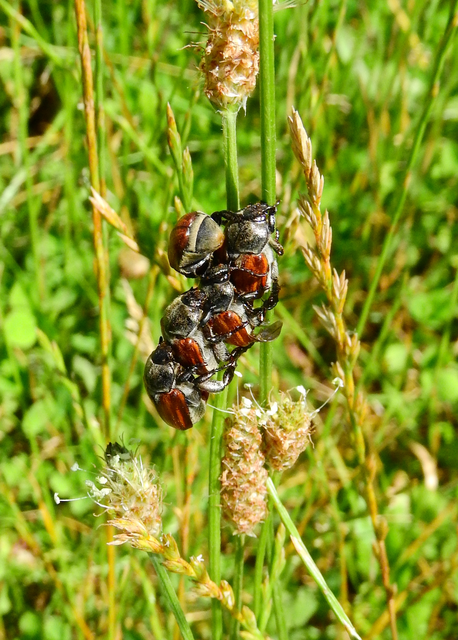 Anisoplia tempestiva - gabonaszipoly