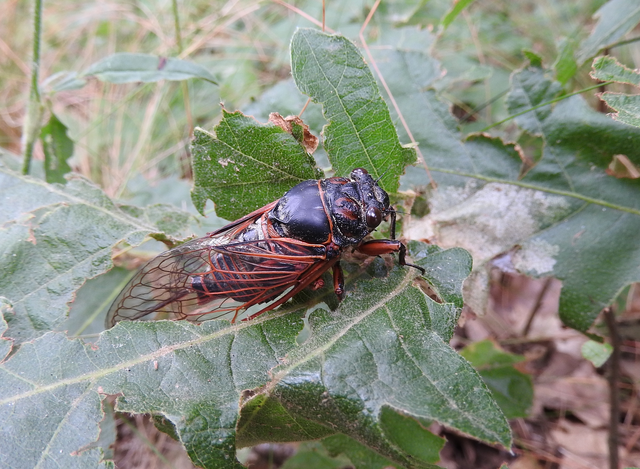 Tibicina haematodes - óriás-énekeskabóca