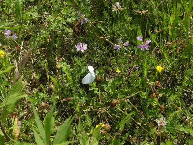 Leptidea sinapis - mustárlepke
