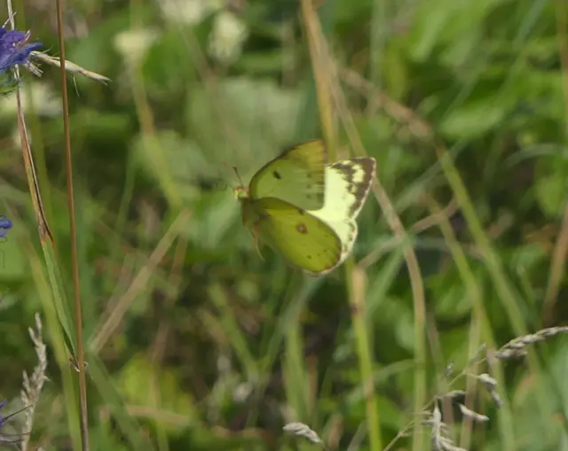 Colias hyale - kéneslepke