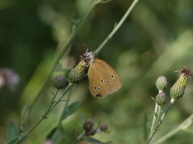 Aphantopus hyperanthus - közönséges ökörszemlepke