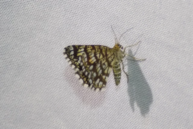 Chiasmia clathrata - rácsos rétiaraszoló