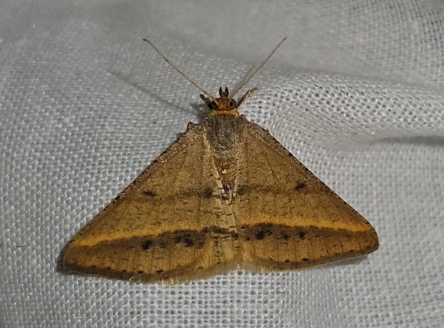 Tephrina arenacearia - lucerna-araszoló
