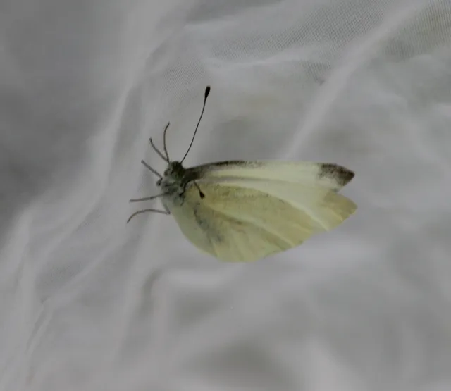 Pieris ergane - sziklai fehérlepke