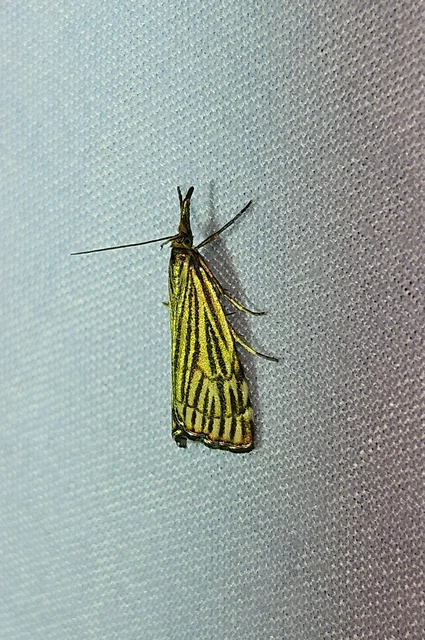 Chrysocramboides craterella - rácsos fűgyökérmoly