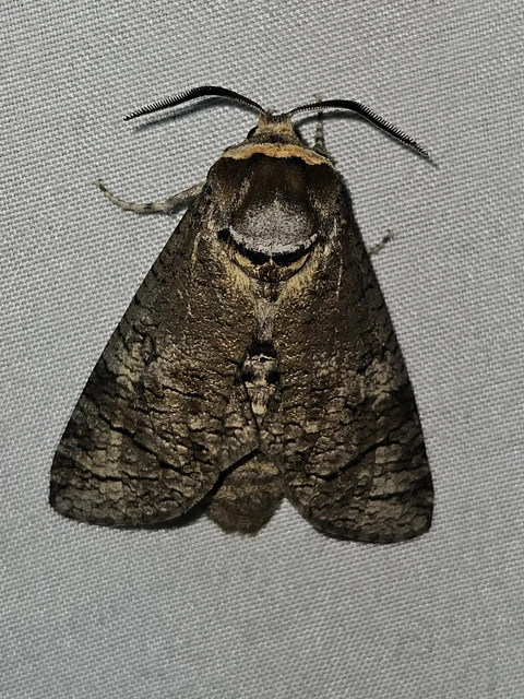 Cossus cossus - fűzfarontólepke