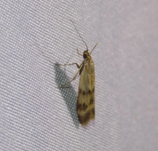 Homoeosoma sinuella - agyagsárga karcsúmoly