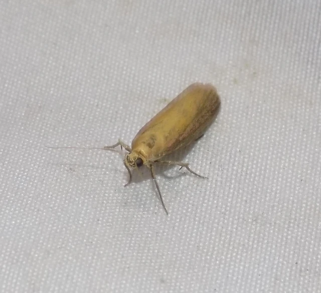Oncocera semirubella - lucernamoly