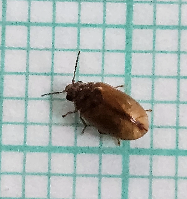 Scirtidae - rétbogárfélék