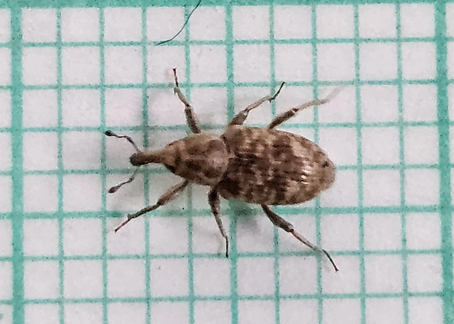 Bagous argillaceus - lakkfényű víziormányos Bagous argillaceus - lakkfényű víziormányos
