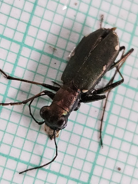 Cylindera germanica - parlagi homokfutrinka