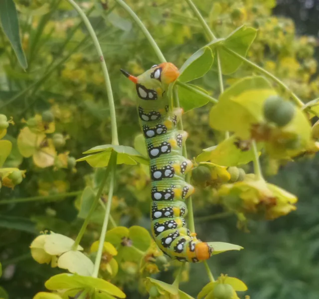 Hyles euphorbiae - kutyatejszender