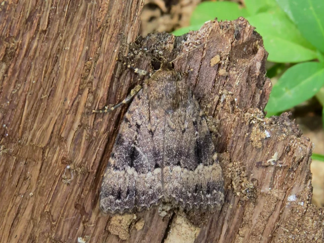Amphipyra pyramidea - fahéjszínű bagoly